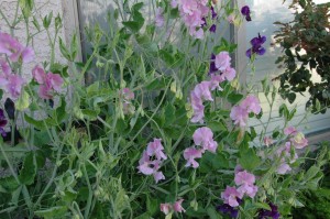 The sweet peas did well this year.