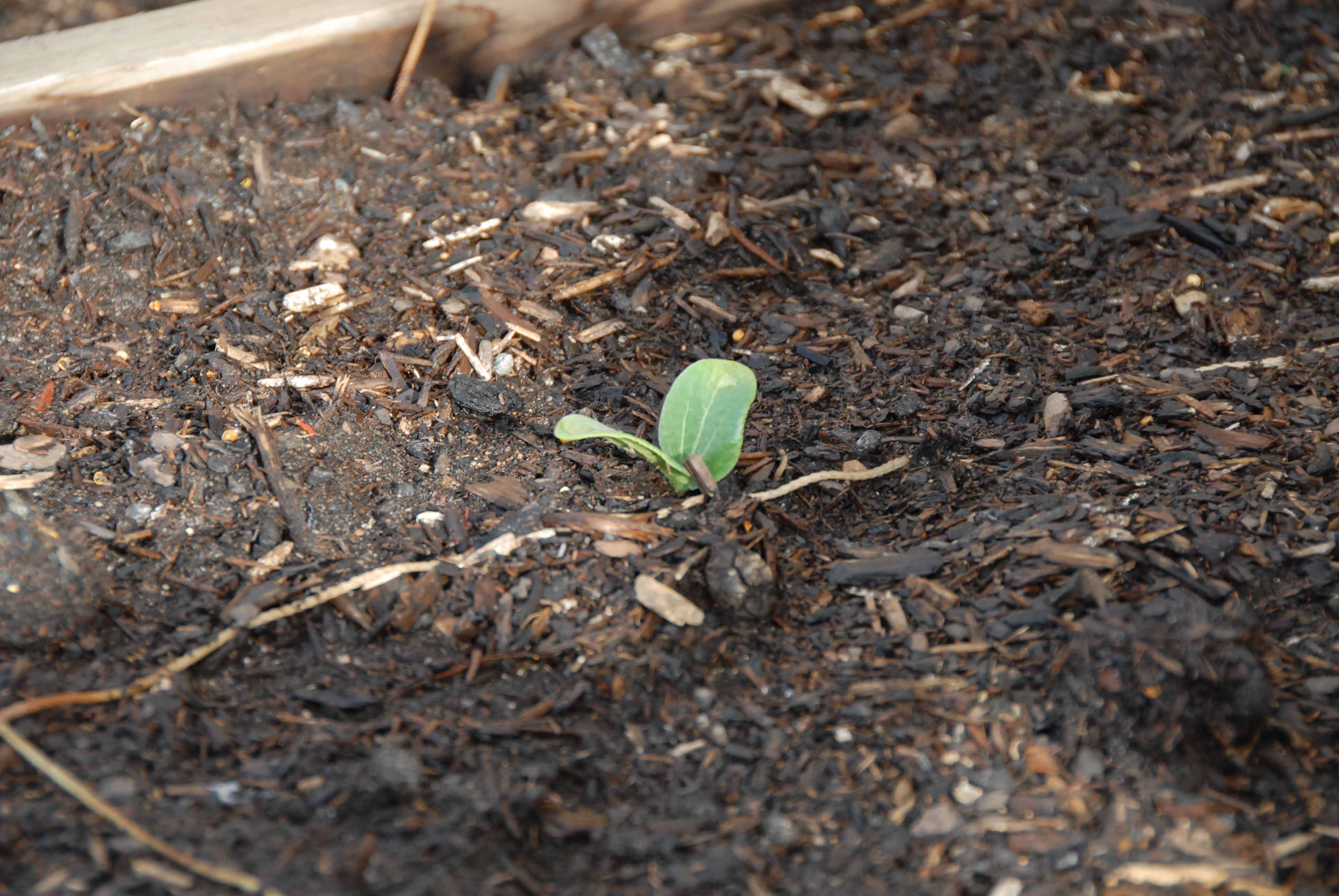 The zucchini are all sprouted but 1. Pretty good odds for seeds!