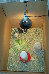 The new baby chickies at 2.5 weeks