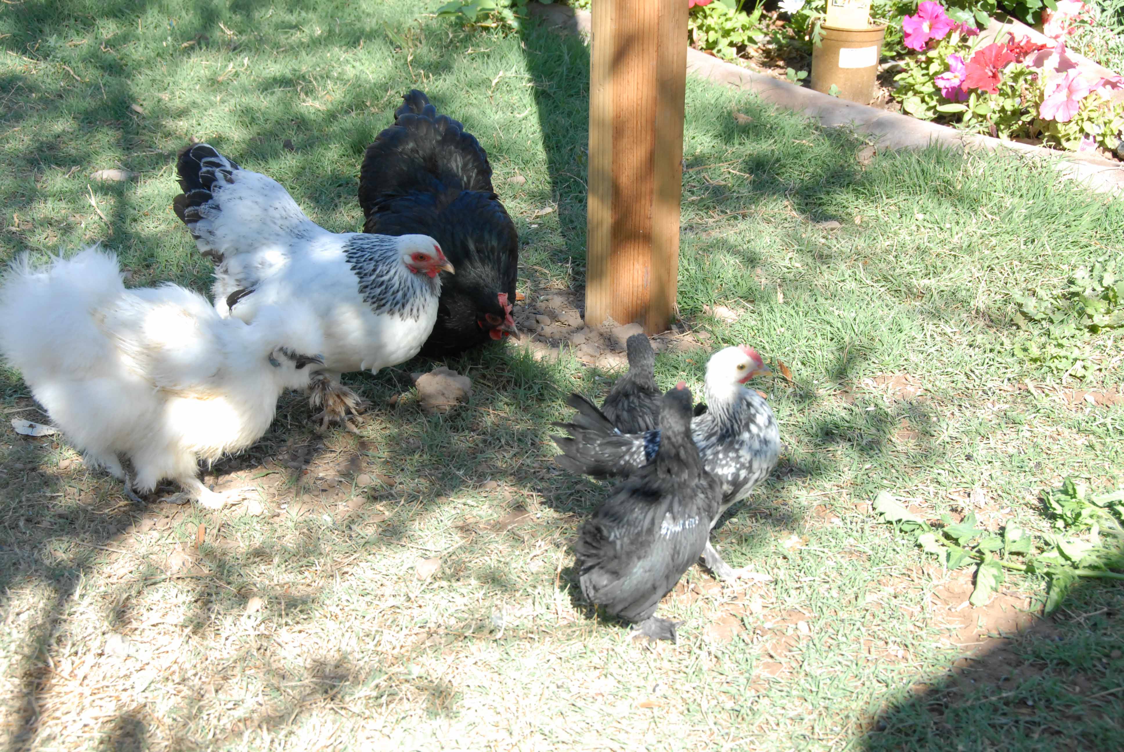 The new babies with the hens.