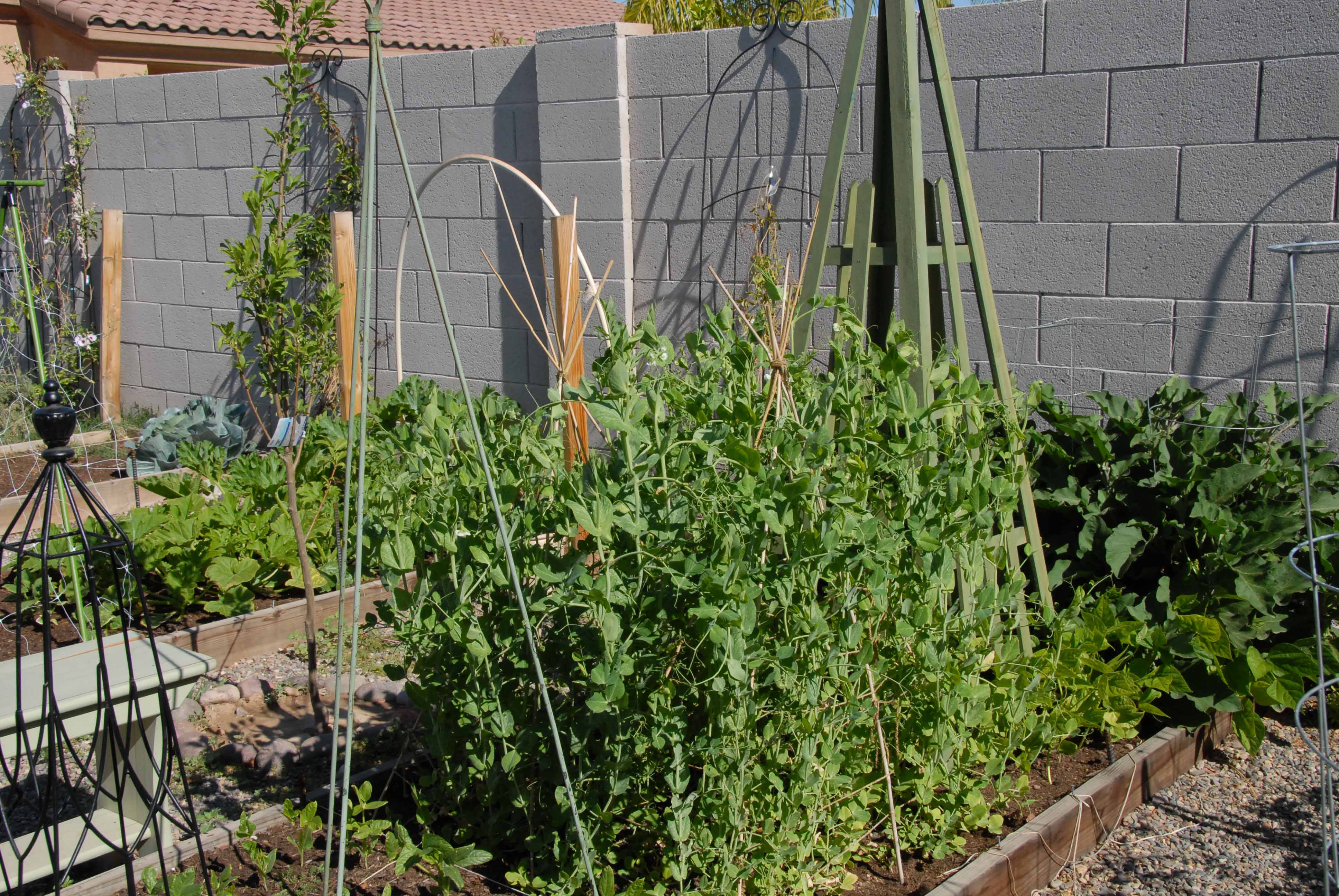 The peas are growing like crazy!