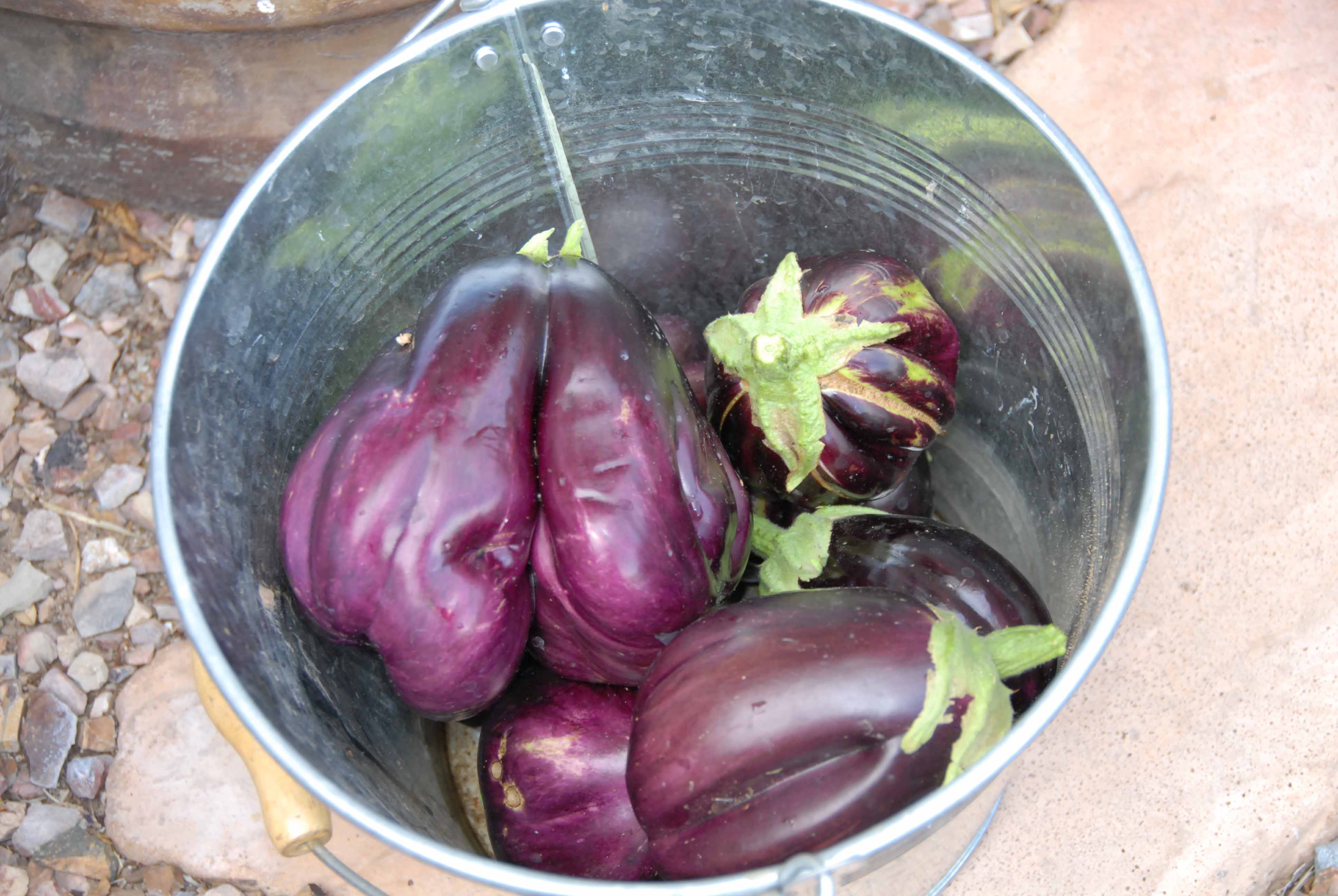 Notice the double eggplant on the left. It probably had a double bloom that was fertilized.