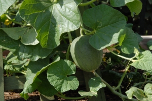 Melon growing up a trellis.